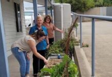 Wicking beds provide cost-effective solution