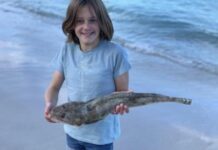Big squid landed around Port Lincoln bays