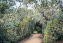 Vegetation works to begin