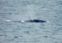 Whales spotted along coast
