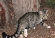 Guides released to help manage feral animals