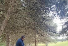 Birdie bonanza in Saturday golf