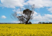 Admire canola crops from afar