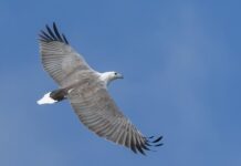 Care for native animals