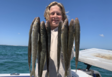 Big tommies are back in town