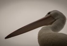 What’s on Port Lincoln and surrounds