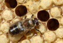 Buzz about new bee committee