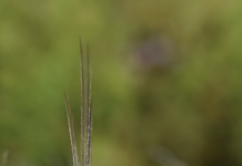 Southern emu-wren survey results out