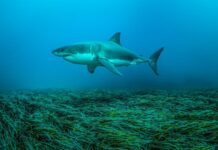 Great white sharks: conserve, cull or compromise?