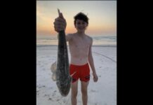 Whiting in big numbers at wharf