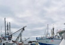 Illegal shark killings alleged