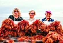 Looking back on 2023: Seaweed goes surf to turf