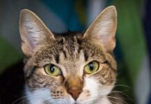 Temporary RSPCA hold on cats