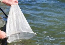 Fingerlings fire away