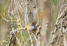 Report highlights emu-wren concerns