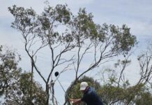 Rare albatross for Townsend a highlight