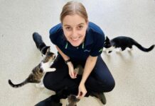 Clowder of cats need place to purr home