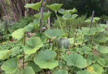 Grants open for Junior Landcare