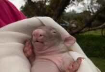 Overflowing with wombats