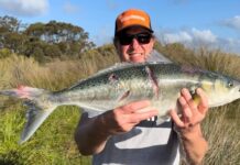 Salmon are widespread