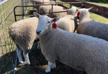 Avoiding financial strain of sheep lice
