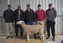 Skinners take top Kurrabi Suffolk