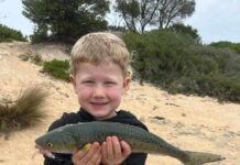 Salmon showing strong numbers