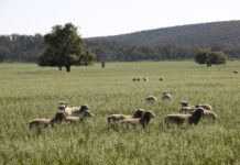 Initiative to support mixed farming businesses