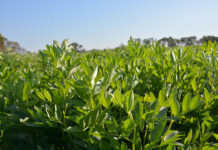 New approach to faba bean