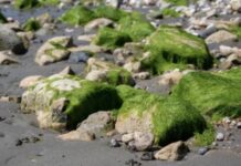 Desal plant site does not stack up