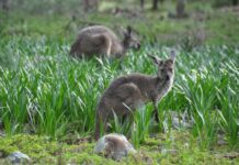 Be wary of roos this spring