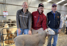 Pleasing Karulga sale result