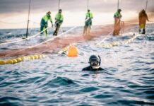 Port Lincoln represented at awards