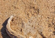 Salmon in strong numbers