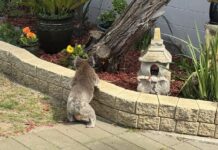 Koala heads for the city
