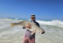 Mulloway fishing firing up