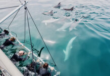 Swim with dolphins in luxury