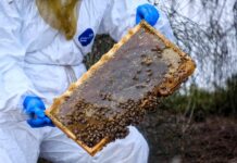 Varroa plan in place