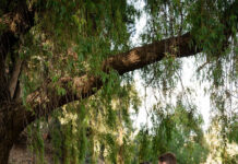 Hills backdrop for ceremony