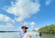 King George whiting big in numbers