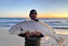 Fishers landing big whiting