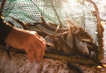 Have your say on marine scalefish plan