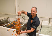 Exports rock for lobster fishers