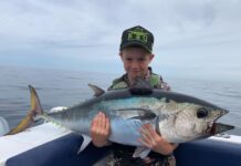 Tuna found in big numbers