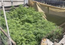 Cannabis plants seized
