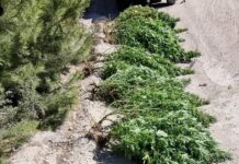 Two arrested over Port Lincoln fight