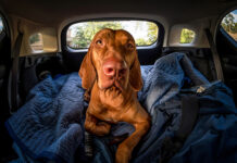 Keep kids and pets safe in cars