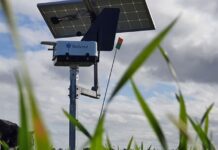 Early detection for grain disease