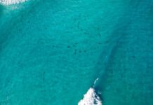 Sharks take over Wreck Beach