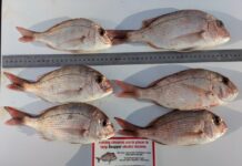 Man fined for snapper catch